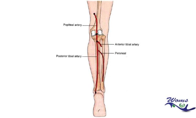 anterior tibial artery dorsalis pedis artery