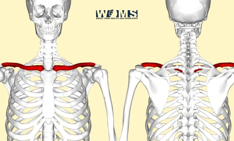 Clavicle Bone