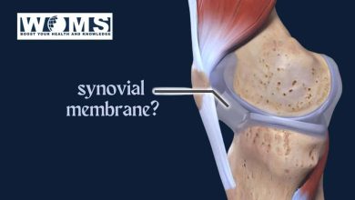 synovial membrane