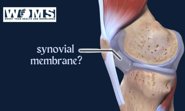 synovial membrane