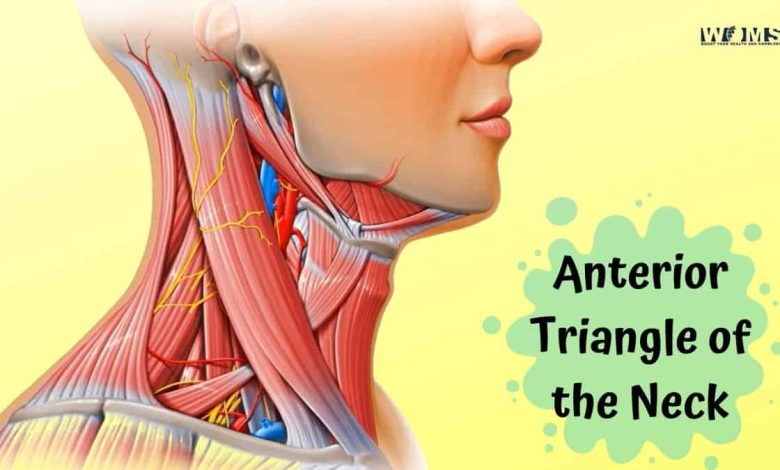 Anterior Triangle of the Neck