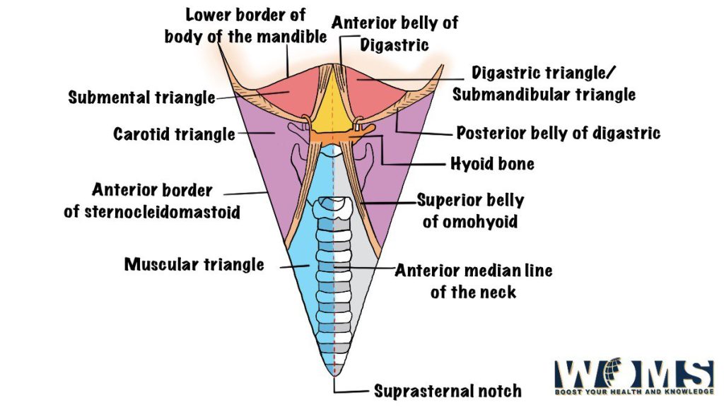 subdivisions of anterior triangle anterior view