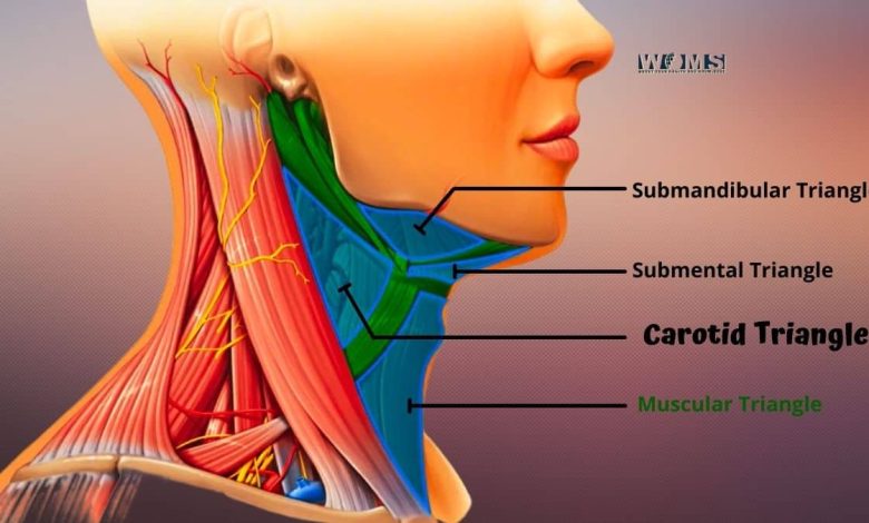 Carotid Triangle