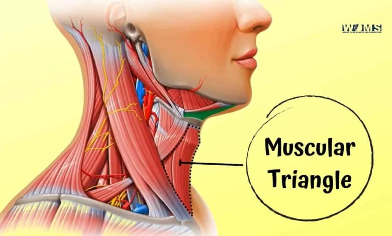 Muscular Triangle