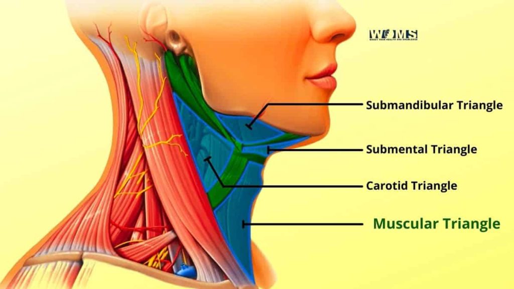 Muscular Triangle of the Neck