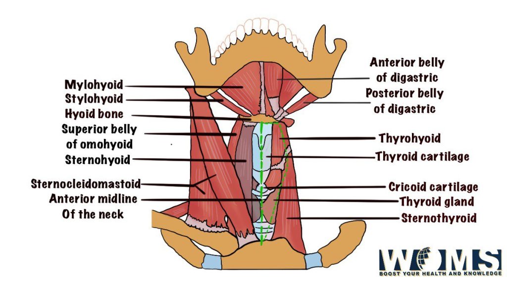 boundaries of muscular triangle