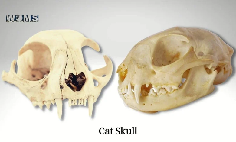 cat skull