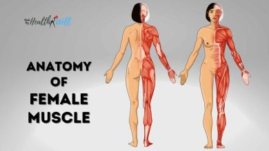 Female Muscle Anatomy