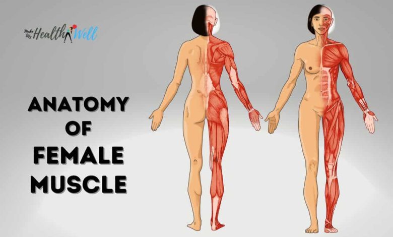 Female Muscle Anatomy