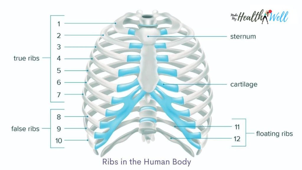 how many ribs do men have